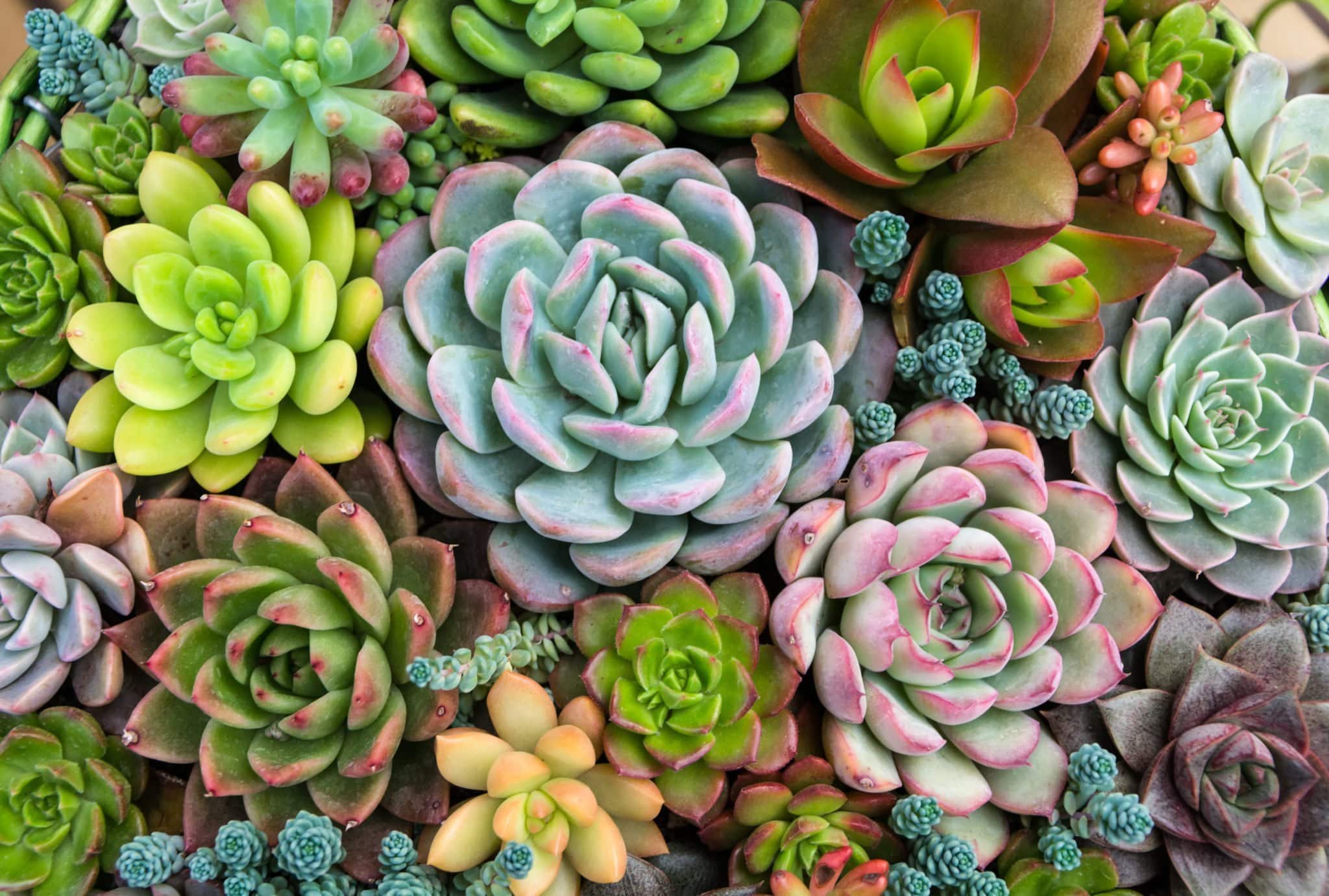 terrarium