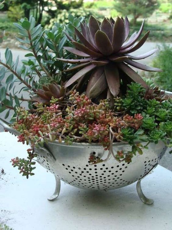 passoire plante - King Matériaux