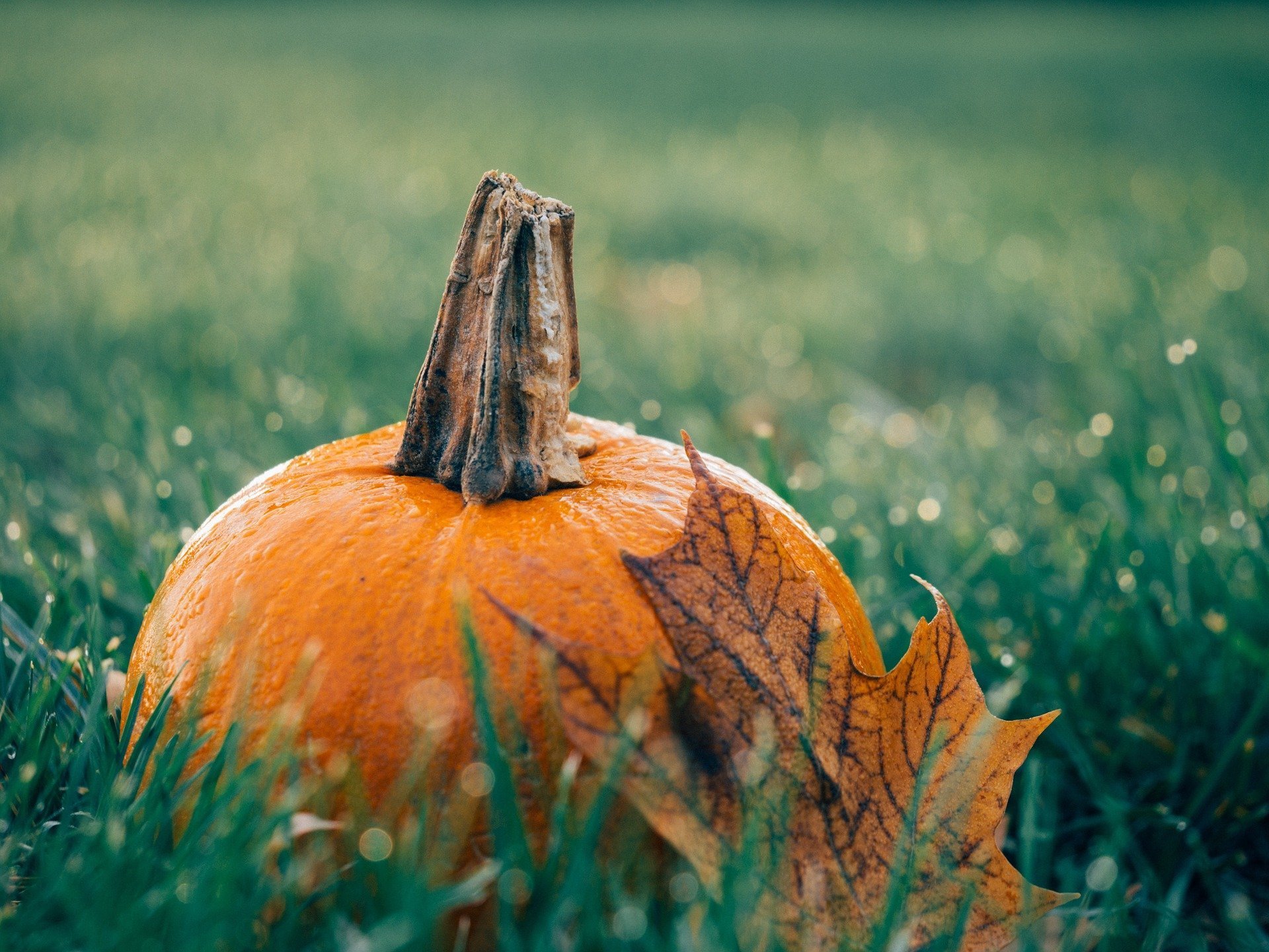 le-jardin-en-automne