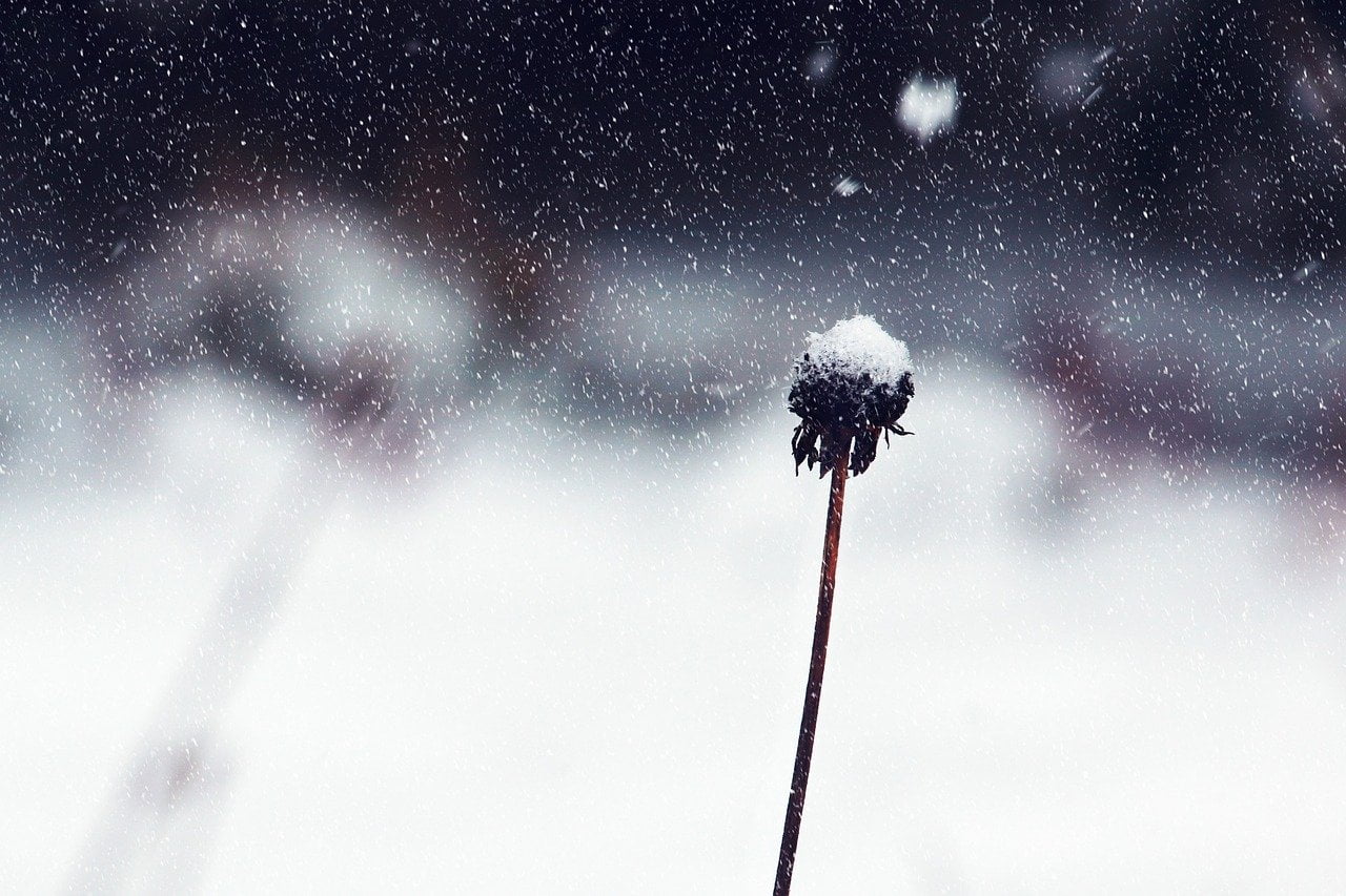 jardin-hiver